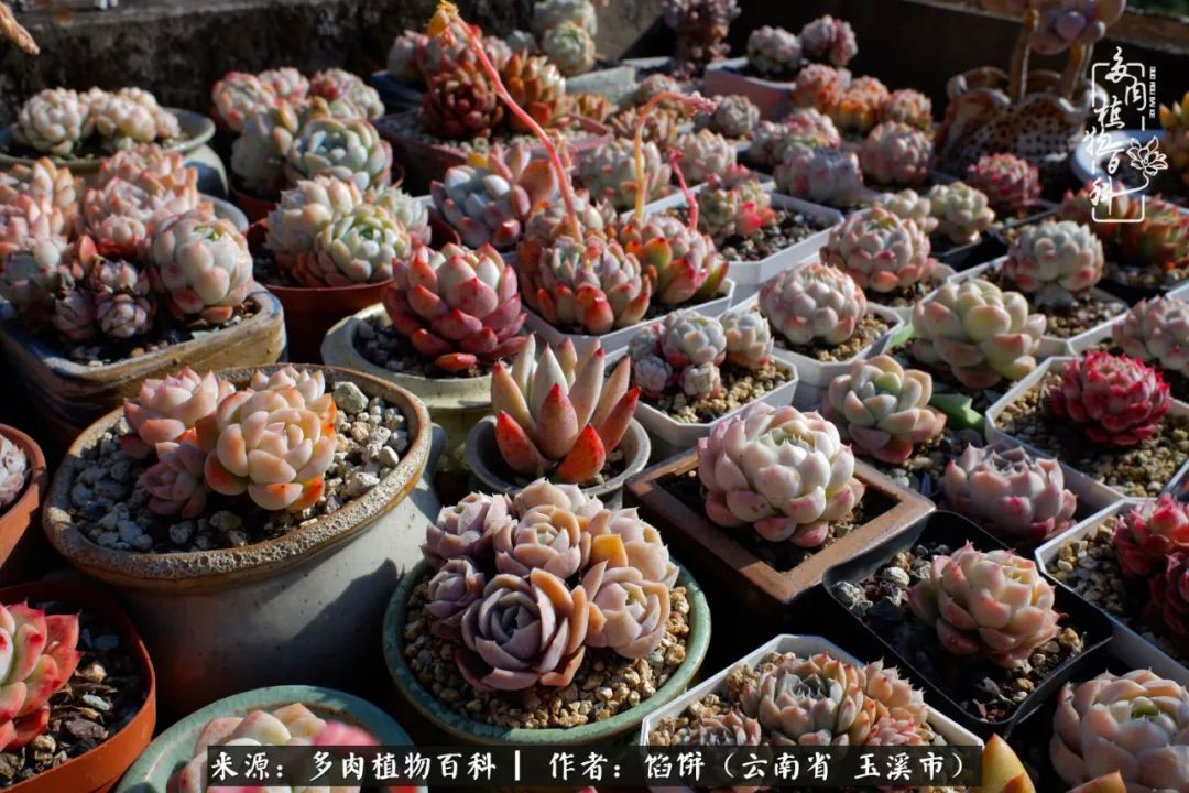 多肉对比图片,多肉对比高清图