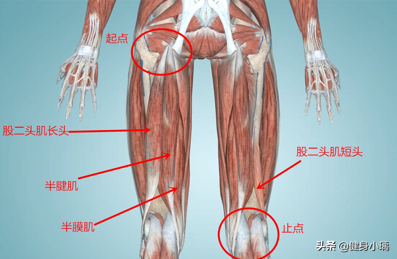 怎么锻炼自己的腘绳肌,篮球下肢力量训练腘绳肌