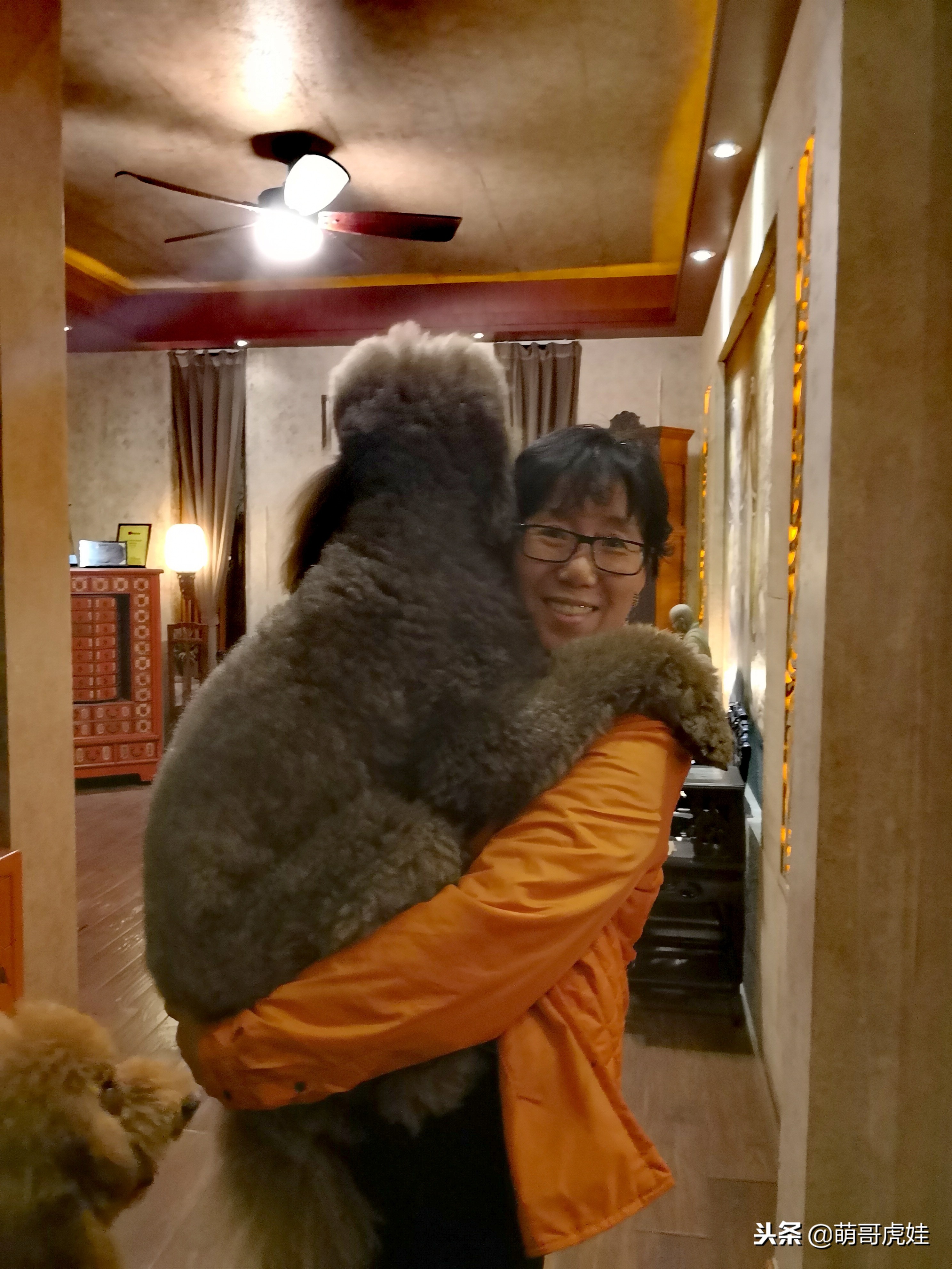 巨型狗狗超级可爱贵宾犬,巨型贵宾犬遇见其他狗狗