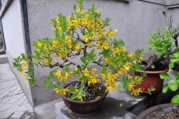 大型连翘树桩盆景图片及价格,连翘树桩盆景图片