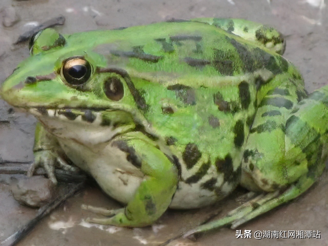 顶风作案两男子捕捉野生青蛙被抓,抓捕野生青蛙法院会判决什么处罚