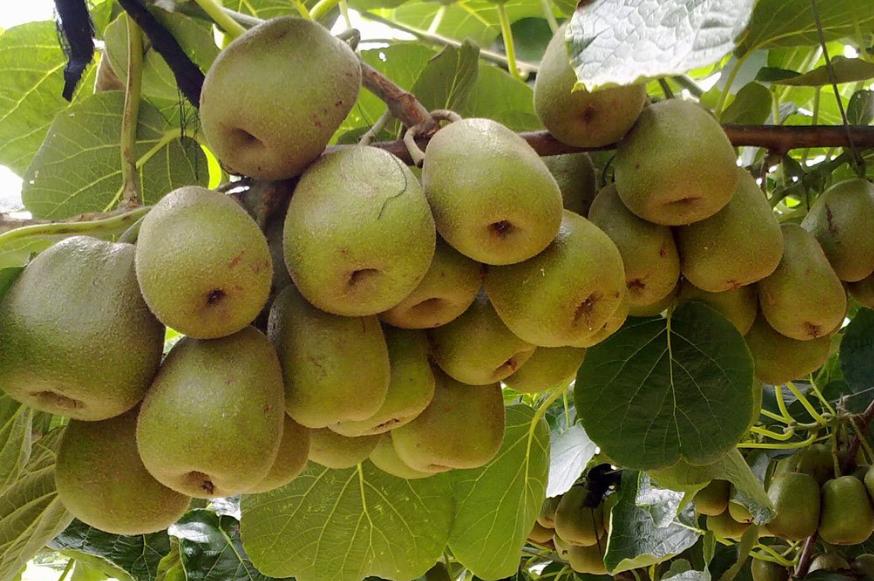 四川特色土货都有哪些,四川农村著名的美食有哪些