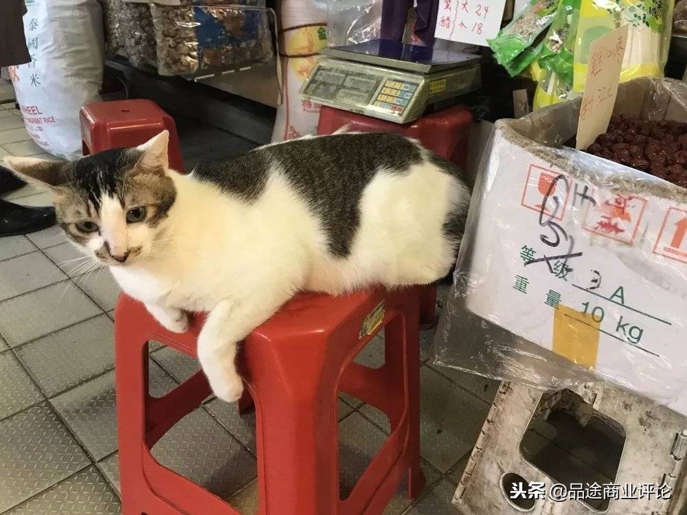 菜市场看生活百态,菜市场看鱼的视频