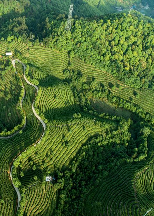 惠明茶叶的功效,惠明茶绿茶