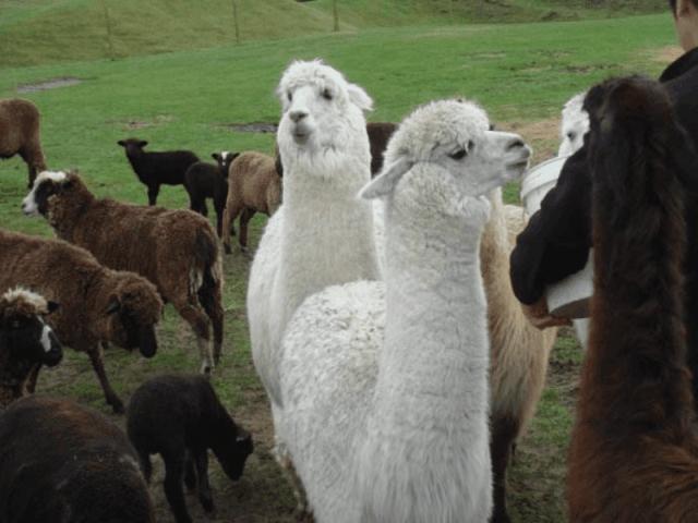 旅居新西兰,旅居新西兰有什么条件