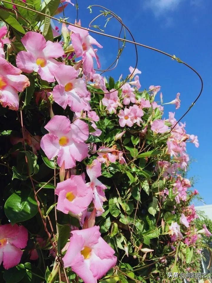 飘香藤盆栽几年结果的,飘香藤怎么养才可以开花