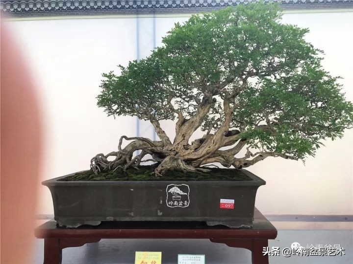 骞哥涔呬箙鐢滅敎铚滆湝,骞哥涔呬箙