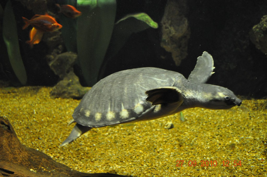 淡水河一霸！什么才算猪鼻龟的完美生活？