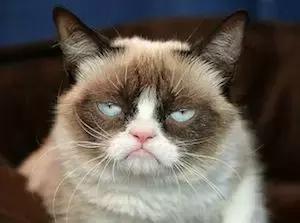 布偶猫好养吗一般多少钱一只,布偶猫的价格贵不贵