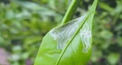柑橘病虫害最新防治技术,柑橘病虫害详解视频教程