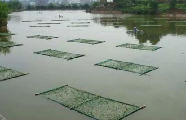 网箱养鱼的方法有哪些,网箱养鱼10种方法