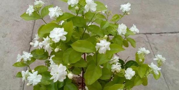 家里养茉莉花怎么配土,养茉莉花小妙招