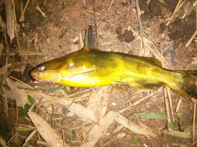 春季钓黄颡选位最佳时间,钓黄颡的最佳时间