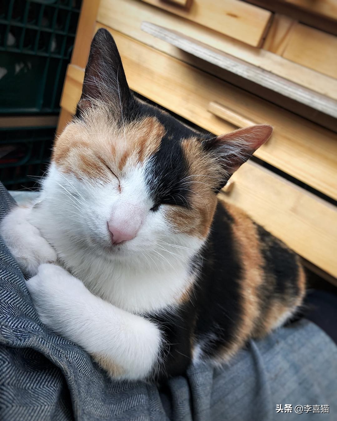 掌握12条养猫技巧铲屎官省心,怎样饲养猫咪才能使猫咪毛光滑