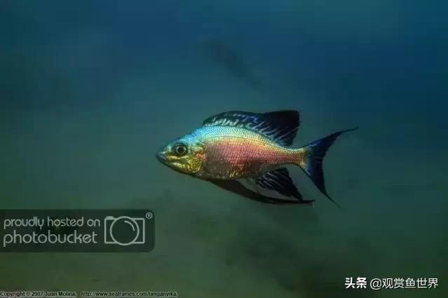 慈鲷蓝波,三湖慈鲷哪些值得养