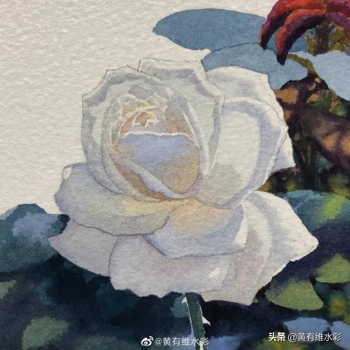 这朵白玫瑰99.99％是水，花瓣看起来很通透