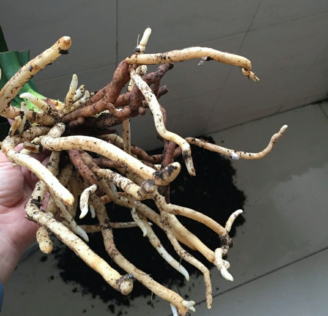 怎样让君子兰根系茂盛,如何促进君子兰根系生长