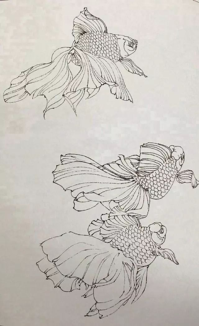 丹凤金鱼工笔白描图片,余穉工笔荷花金鱼白描