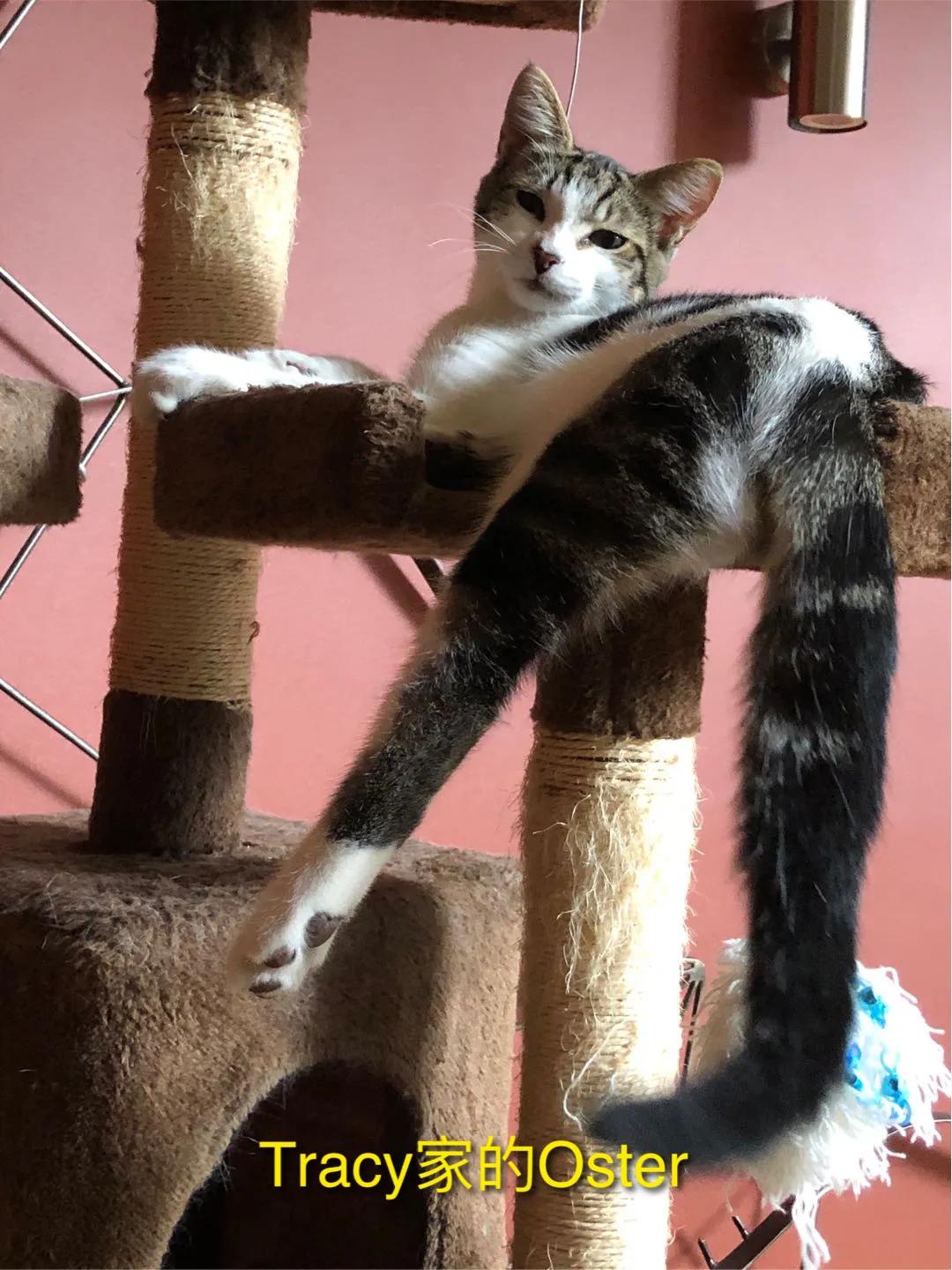 猫与女人相似之处,猫像女人