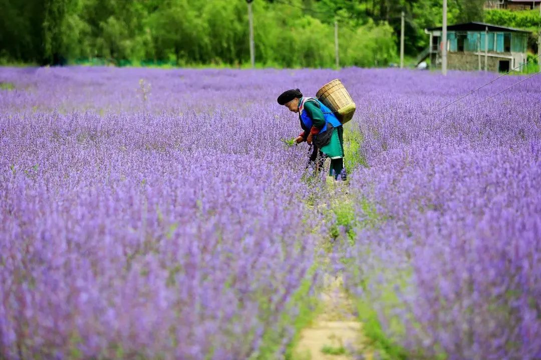 茂县古羌城传承美玉,茂县古羌城建筑介绍
