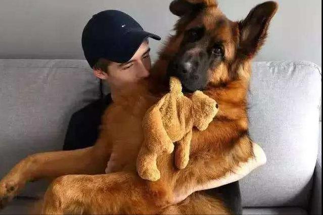 忠诚懂事可爱的狗狗请善待它们,这6种狗狗再爱也别碰会崩溃