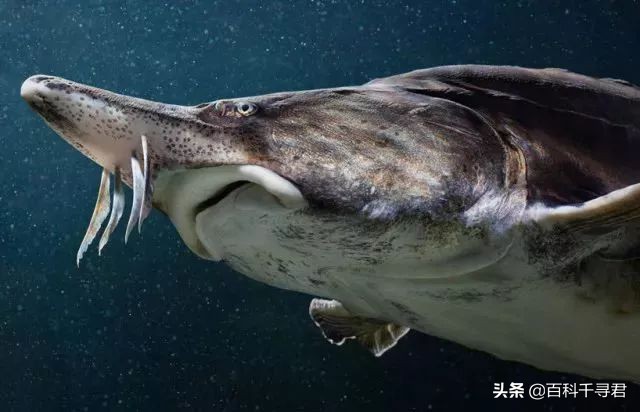 世界上最大的淡水鱼欧洲鳇,欧鳇是食肉鱼吗