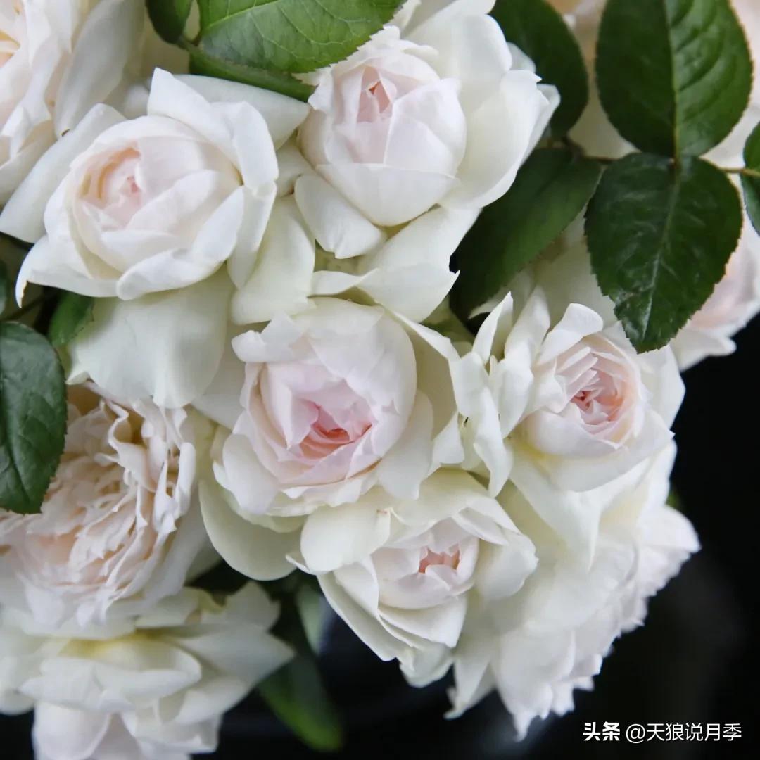 康康最厉害的时刻,康康高光合集