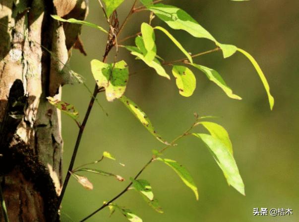 桉树为什么叫畜生桉,桉树为什么会被骂