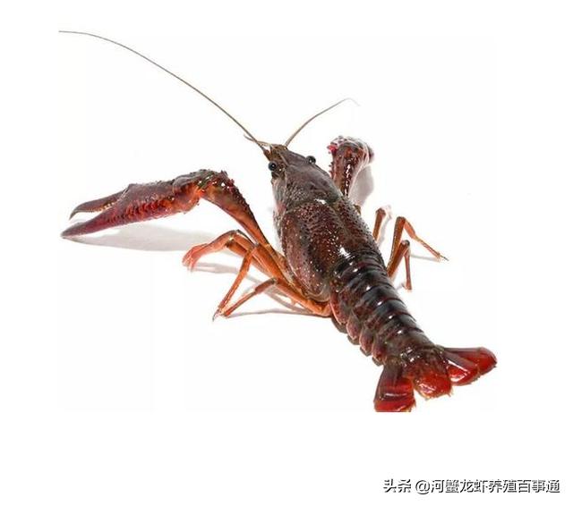 小龙虾怎么养殖存活时间最长,小龙虾养殖是浅水好还是深水好