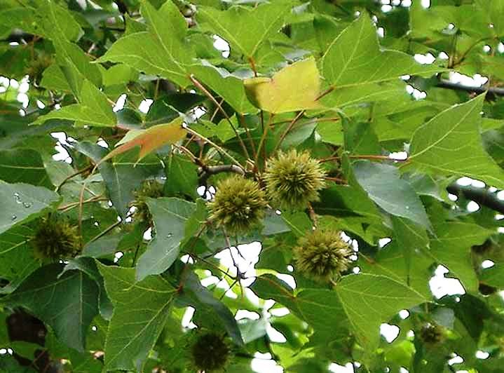 枫香树皮与路路通功效是一样吗,路路通是枫香树果吗