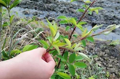 满身是刺的野果,满身是刺的人卸下了伪装