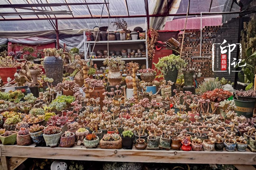 商丘花鸟批发基地,商丘花鸟市场地址