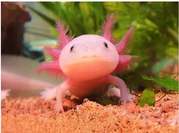 认识鲨鱼斑马恐龙等10种动物,六角恐龙海底生物