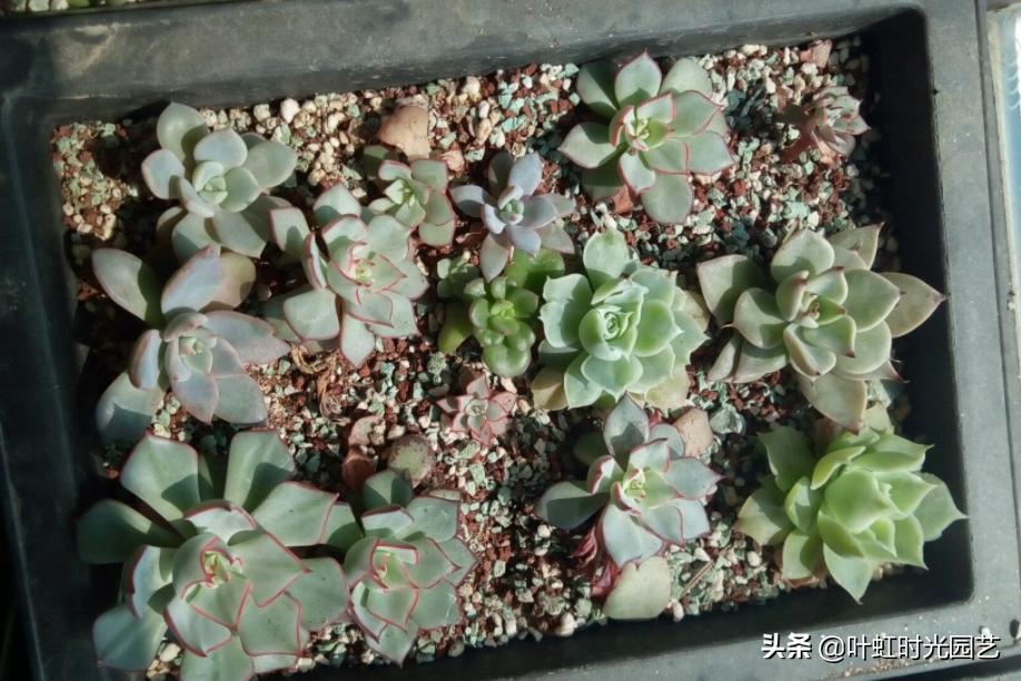 多肉长成一枝独秀,多肉繁殖一盆变两盆