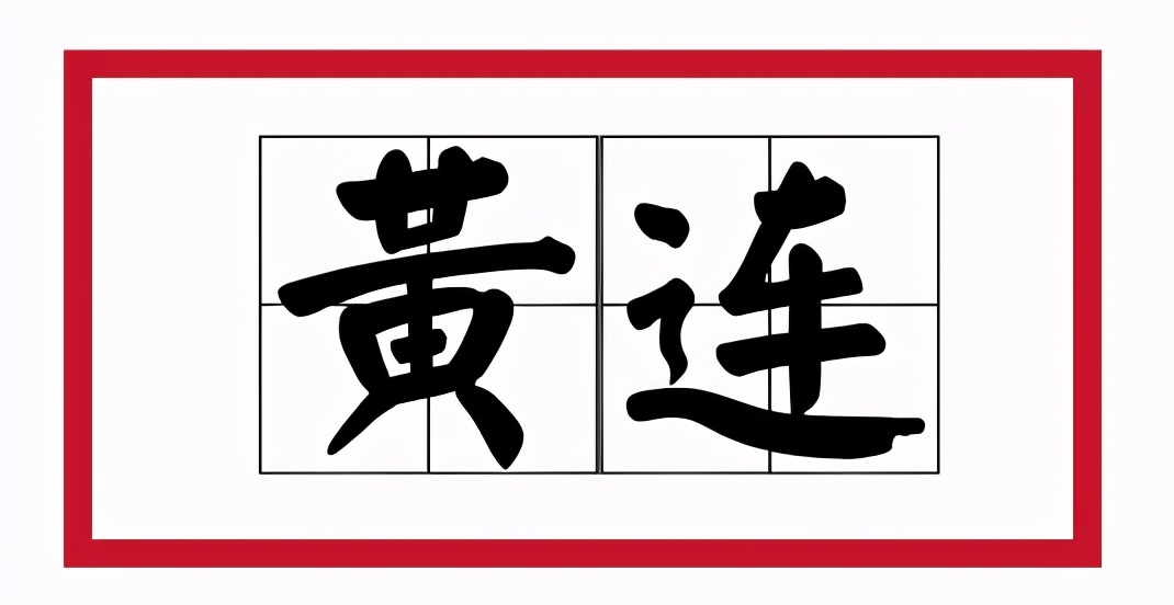 苦到极致的黄连,苦黄连的药用价值