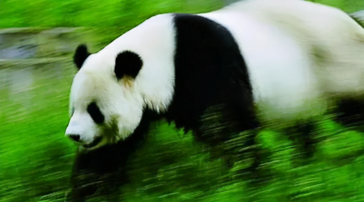 大熊猫有多强大,大熊猫也有这本事吗