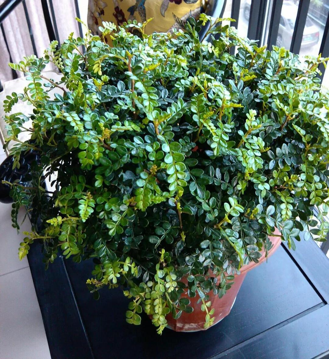 养哪一种吃虫子的花最合适,这4种花真省心养在家里不招虫