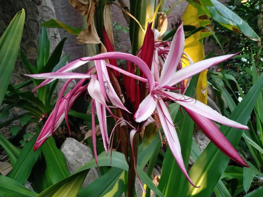 石蒜属常见观赏植物有哪些品种,石蒜科花朵的特点