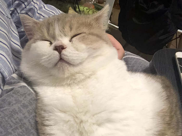 猫咪独自在家回来变得异常胆小,猫咪独自在家15天家会变成什么样