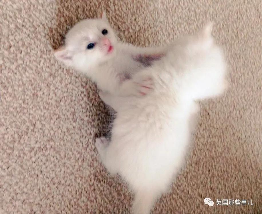 养暹罗等于养好几种猫,重庆暹罗猫变黑了还能白回来吗