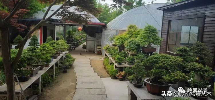 盆景产业的前景,我的盆景创业之路