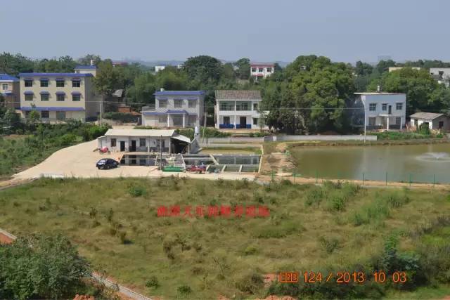 湖南最好的锦鲤养殖基地,湘潭锦鲤养殖