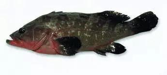 目前最顶级的海鲜鱼,世界上最顶级的海产鱼类