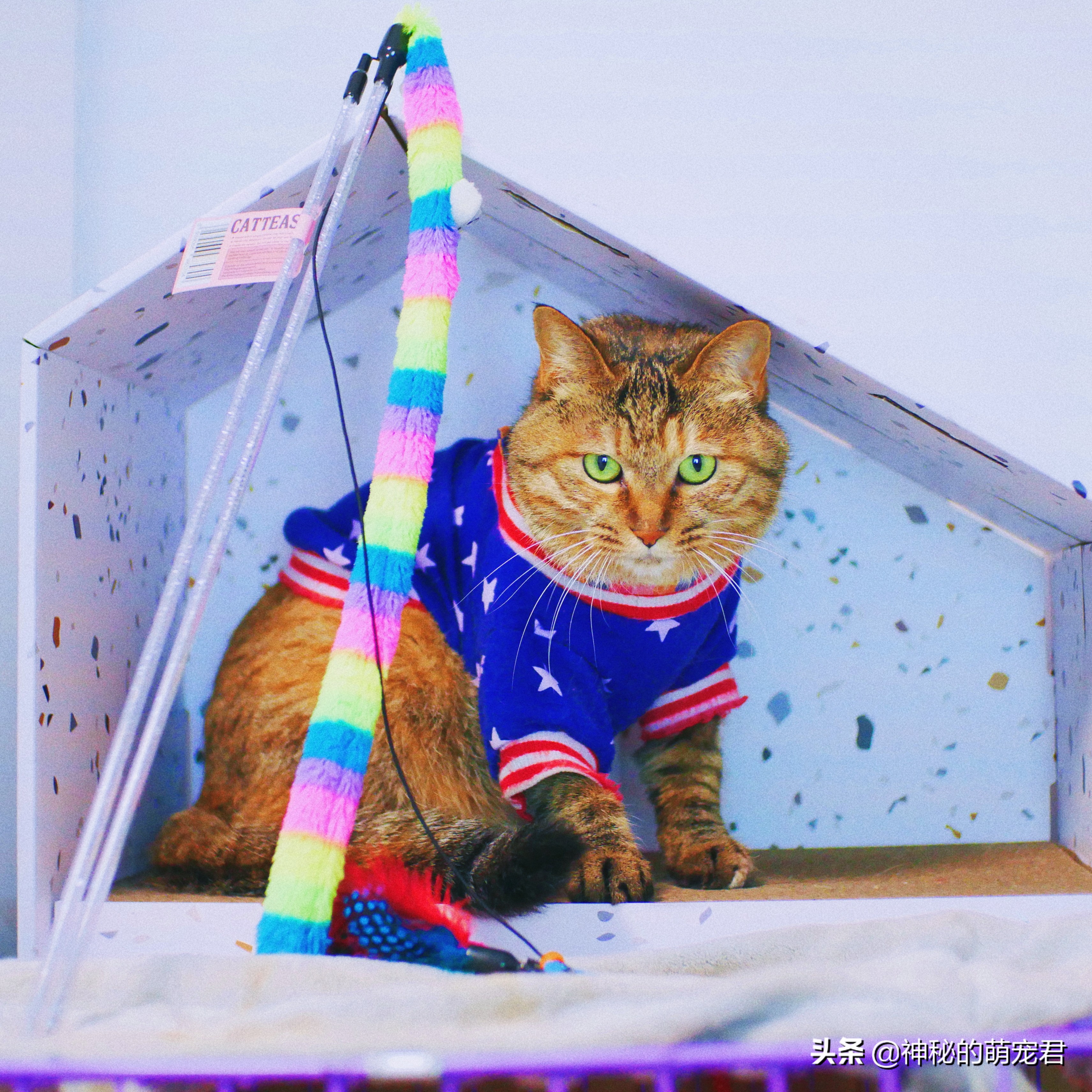 什么逗猫棒猫咪会玩,怎么做猫咪玩的逗猫棒