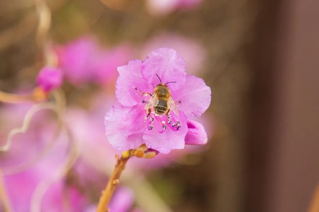 西海岸北国之春,期待春暖花开的西海岸
