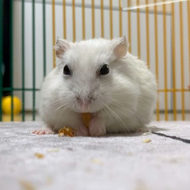 仓鼠亲近主人的征兆,仓鼠被主人舔了一口