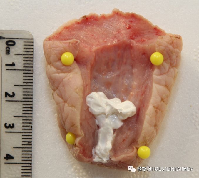 PeterEdmondson博士：乳房炎防控之干奶期管理