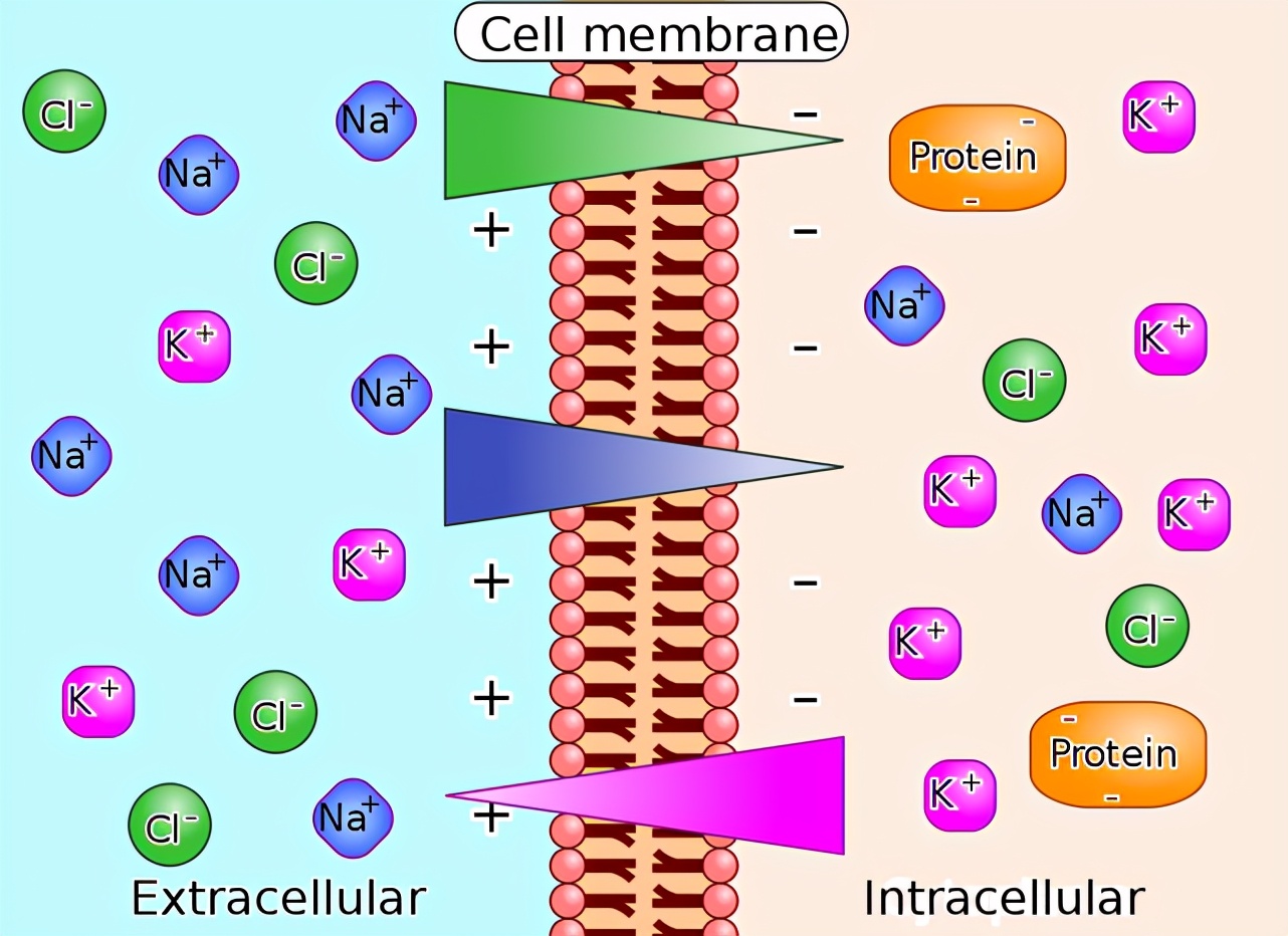 酚酞片全面被禁的原因,酚酞片为何禁止使用