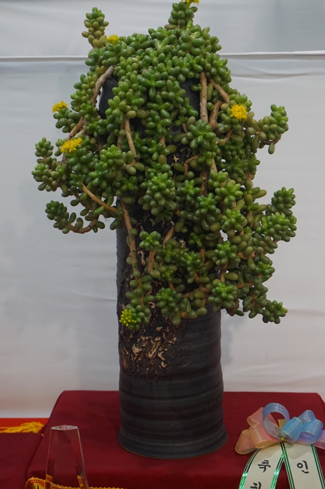 多肉欣赏桃美人,多肉植物欣赏