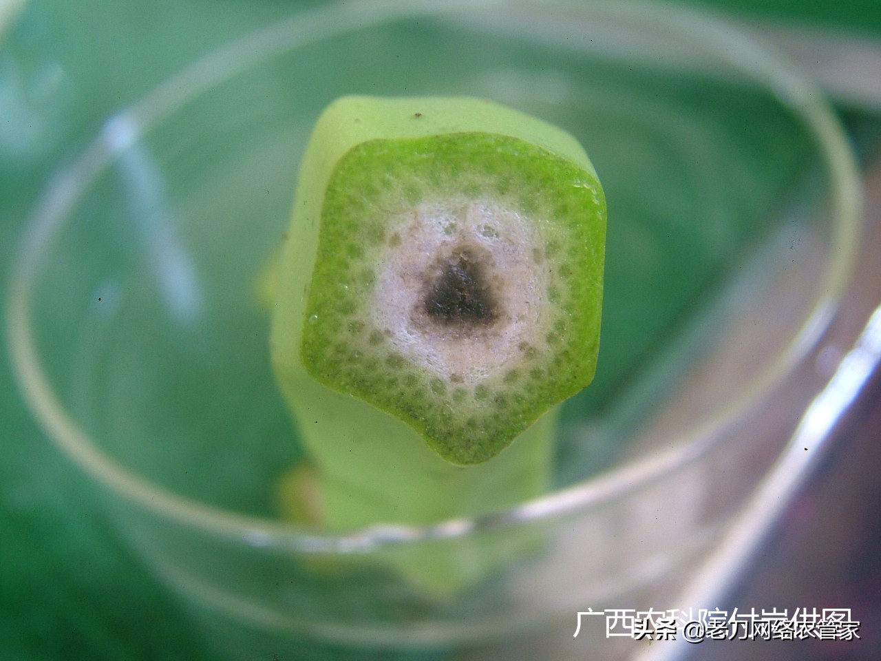 果指顶腐病、雪茄顶腐病？其实就是香蕉“烟头病”